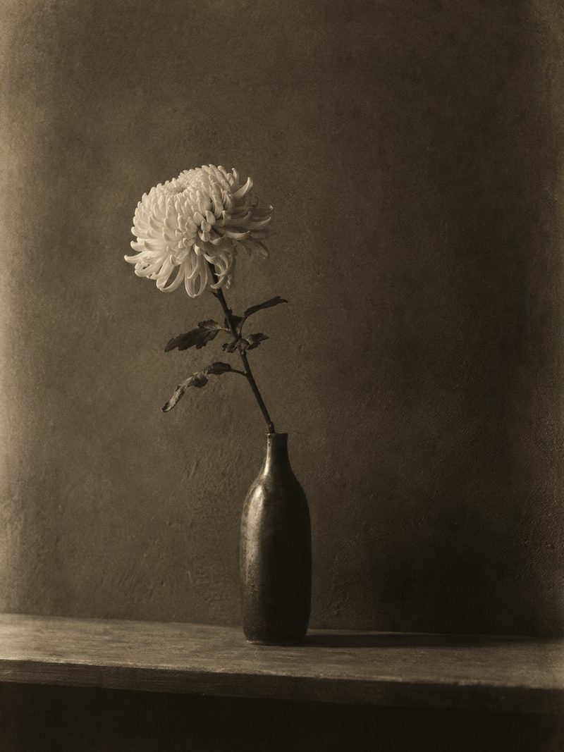A pale chrysanthemum in a dark ceramic vase, softly lit from the side