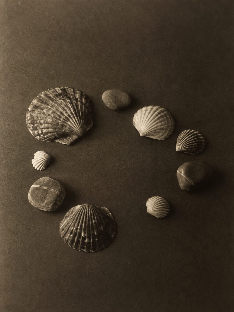 Scallop shells and smooth stones arranged on warm charcoal paper